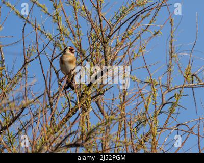 Ein europäischer Goldfink oder einfach nur als Goldfink, arduelis carduelis, bekannt, der in einem Baum steht. Stockfoto