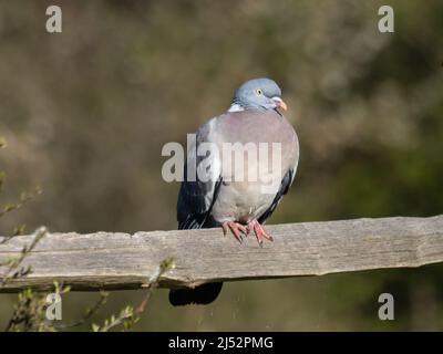 Eine gewöhnliche Holztaube oder gewöhnliche Waldtaube, Columba palumbus, die auf einer Zaunschiene steht. Stockfoto