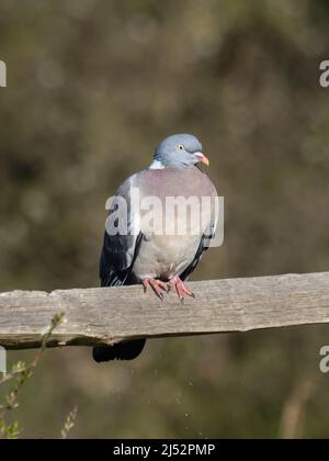 Eine gewöhnliche Holztaube oder gewöhnliche Waldtaube, Columba palumbus, die auf einer Zaunschiene steht. Stockfoto