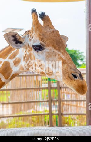Eine wunderschöne Giraffe steht im Zoo aus der Nähe Stockfoto