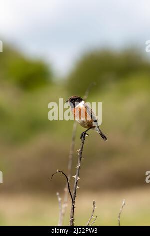 Ein Steinechat, der auf einem Ast thront und ein Insekt im Schnabel hält Stockfoto