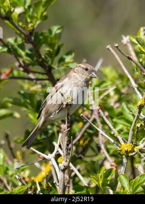 Ein weiblicher Haussparrow, Passer domesticus, oft nur als Sperling bekannt, thronte an einem Ast. Stockfoto
