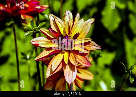Im Spätsommer und Herbst orange und violette Blume der Dahlie namens Jescot Julie, Asteraceae Stockfoto