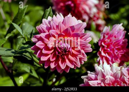 Rosa Blume der Dahlie namens Kandy, Asteraceae, im Spätsommer und Herbst Stockfoto