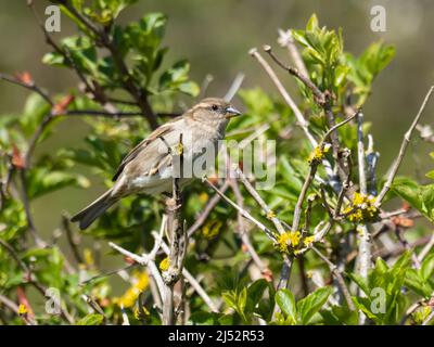 Ein weiblicher Haussparrow, Passer domesticus, oft nur als Sperling bekannt, thronte an einem Ast. Stockfoto