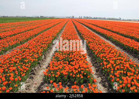 Ein Knollenfeld mit langen Reihen orangefarbener Tulpen in holland im Frühjahr Stockfoto