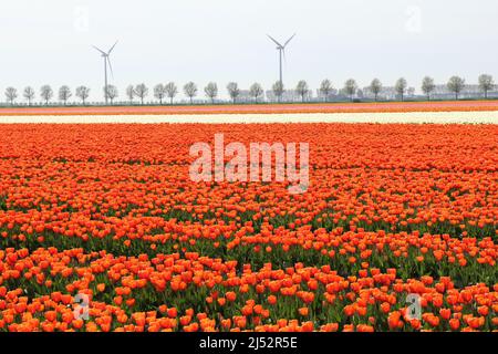 Ein großes Zwiebelfeld mit orangen Tulpen und Windmühlen im Hintergrund in der niederländischen Landschaft im Frühling Stockfoto