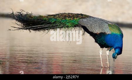 pfau, auch Pfau genannt Stockfoto