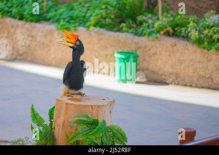 Sulawesische Kalao Vogelarten in der Hornbill Familie Stockfoto