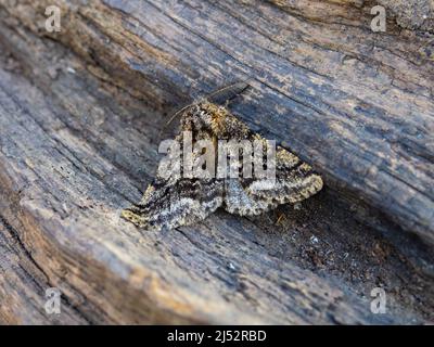 Ein eingefleischter Schönheitsmotte, Lycia hirtaria, ruht auf einem Baumstamm. Stockfoto