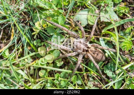 European Wolf Spider, False Tarantula oder Radiated Wolf Spider (Hogna radiata), eine Lycosidae, weiblich. Stockfoto