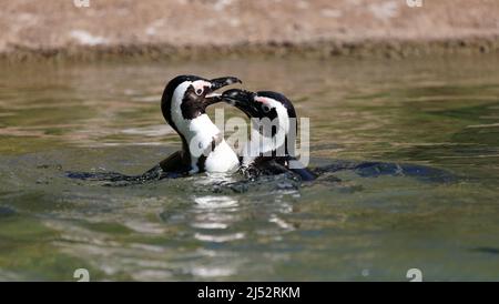 Ein paar afrikanische Pinguine - Spheniscus demersus - schwimmen im Wasser und spielen zusammen Stockfoto