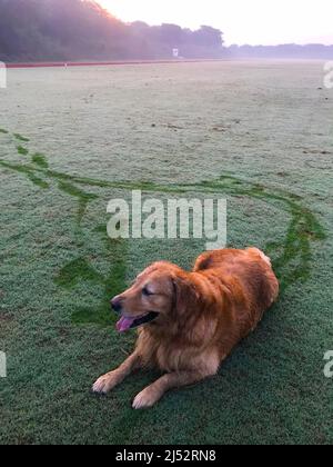 Golden Retriever liegt morgens auf einem feuchten Gras, Neu-Delhi, Indien Stockfoto