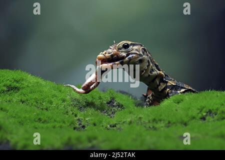 Nahaufnahme einer Varanus-Rettungseidechse auf Moos, die Beute fressen, Indonesien Stockfoto