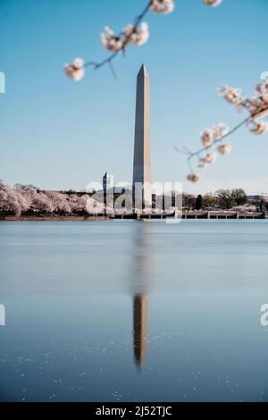 Kirschblüten vom Washington Monument im Frühling, Washington DC, USA Stockfoto