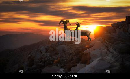 Silhouette von zwei Big Horn Schafen bei Sunset, Kalifornien, USA Stockfoto