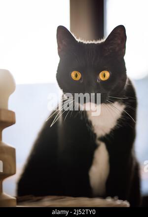 Porträt einer schwarz-weißen Smokingkatze Stockfoto