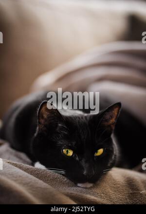 Schwarz-weiße Smokingkatze auf einem Sofa liegend Stockfoto