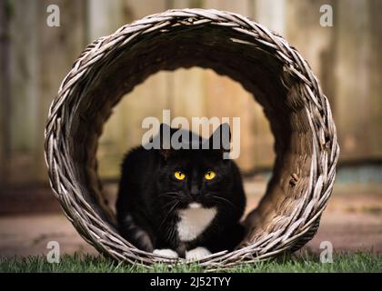 Porträt einer schwarz-weißen Tuxedo-Katze, die in einem Korb in einem Garten liegt Stockfoto