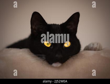 Schwarz-weiße Smokingkatze, die auf dem Rand eines Sofas liegt Stockfoto