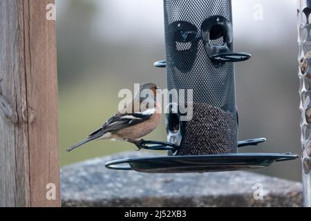 Ein männlicher Buchfink (Fringilla coelebs), der auf Samen aus einem hängenden Vogelfutterhäuschen speist Stockfoto