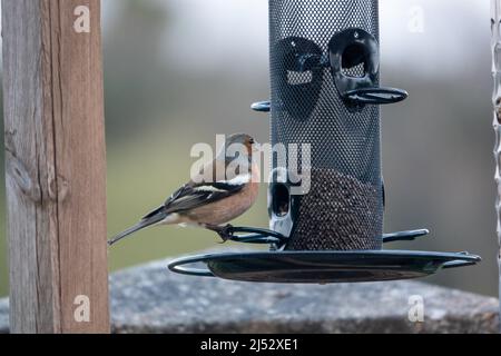 Ein männlicher Buchfink (Fringilla coelebs), der auf Samen aus einem hängenden Vogelfutterhäuschen speist Stockfoto