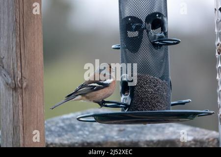 Ein männlicher Buchfink (Fringilla coelebs), der auf Samen aus einem hängenden Vogelfutterhäuschen speist Stockfoto