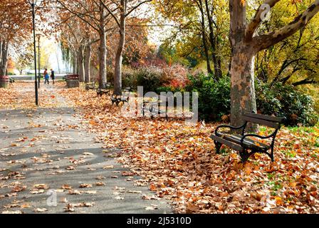 Herbstliche Parklandschaft mit Holzbänken in den Herbstblättern. Stockfoto