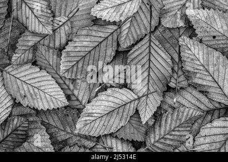 Gefallen Red Alder, Alnus rubra, im Dezember, Olympic Peninsula, Washington State, USA Stockfoto