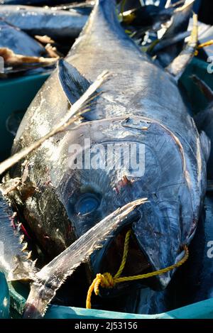 Großer Thunfisch, der im Pazifischen Ozean von Sportfischern gefangen wird, wird entladen, gewogen, sortiert und in Fisherman's Landing, San Diego, Kalifornien, USA, verkauft Stockfoto