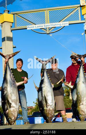 Großer Thunfisch, der im Pazifischen Ozean von Sportfischern gefangen wird, wird entladen, gewogen, sortiert und in Fisherman's Landing, San Diego, Kalifornien, USA, verkauft Stockfoto