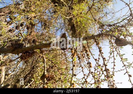 Einfache Genüsse; durch ein Baumdach nach oben schauen und den Sonnenschein eines warmen Frühlingstages spüren Stockfoto