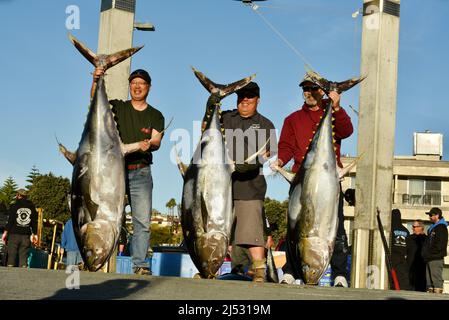 Großer Thunfisch, der im Pazifischen Ozean von Sportfischern gefangen wird, wird entladen, gewogen, sortiert und in Fisherman's Landing, San Diego, Kalifornien, USA, verkauft Stockfoto