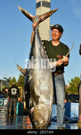 Großer Thunfisch, der im Pazifischen Ozean von Sportfischern gefangen wird, wird entladen, gewogen, sortiert und in Fisherman's Landing, San Diego, Kalifornien, USA, verkauft Stockfoto