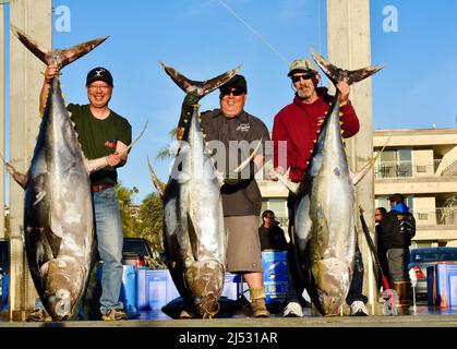 Großer Thunfisch, der im Pazifischen Ozean von Sportfischern gefangen wird, wird entladen, gewogen, sortiert und in Fisherman's Landing, San Diego, Kalifornien, USA, verkauft Stockfoto