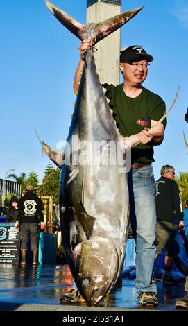 Großer Thunfisch, der im Pazifischen Ozean von Sportfischern gefangen wird, wird entladen, gewogen, sortiert und in Fisherman's Landing, San Diego, Kalifornien, USA, verkauft Stockfoto