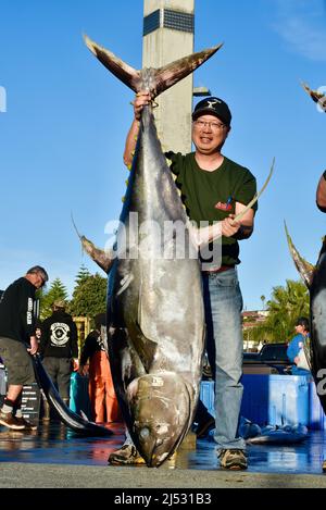 Großer Thunfisch, der im Pazifischen Ozean von Sportfischern gefangen wird, wird entladen, gewogen, sortiert und in Fisherman's Landing, San Diego, Kalifornien, USA, verkauft Stockfoto