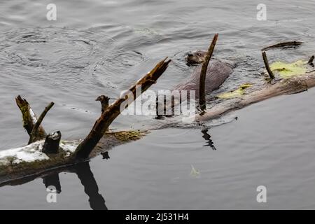 North American River Otters, Lontra canadensis, schwimmt zusammen in Fawn Lake, Olympic Peninsula, Washington State, USA Stockfoto