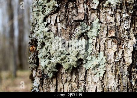 Hypogymnia physisodes Flechten auf einem Baumstamm im Wald aus nächster Nähe, selektiver Fokus Stockfoto