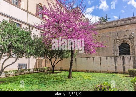 Ein Jacaranda Baum in voller Blüte auf einer Straße von Palermo, Sizilien, Italien. Stockfoto