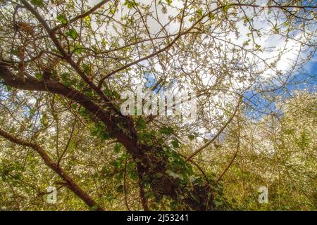 Einfache Genüsse; durch ein Baumdach nach oben schauen und den Sonnenschein eines warmen Frühlingstages spüren Stockfoto