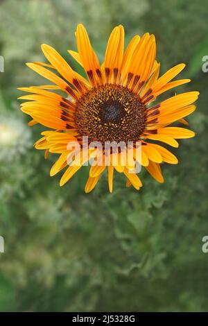 Monarch-of-the-Veld (Arctotis fastuosa). Auch Cape Daisy genannt Stockfoto