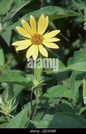 Artischocke aus Jerusalem (Helianthus tuberosus). Genannt Sonnenwurzel, Sonnenwurzel, wilde Sonnenblume, Topinambur und Erde Apfel auch Stockfoto