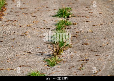 Alte Straße, Pflaster, Asphalt, Riss in der Fahrbahn, Gras wächst aus der Lücke, Stockfoto