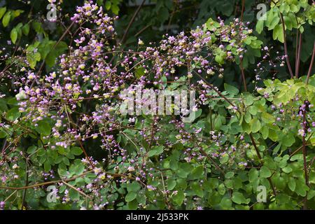 Chinesische Wiesenraute (Thalictrum delavayi) Stockfoto