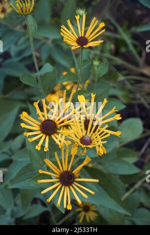 Süße coneflower (Rudbeckia subtomentosa) Stockfoto