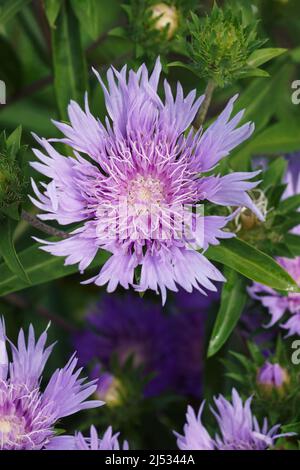 Stockesia (Stokesia laevis). Auch Stokes Aster genannt. Stockfoto