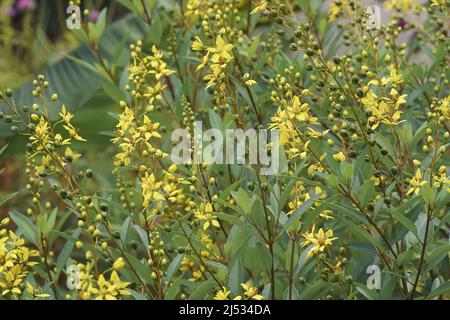 Goldshower (Galphimia glauca), auch Gold Shower thryallis genannt Stockfoto