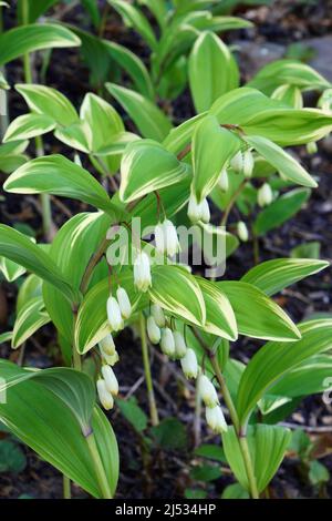 Winkelsiegel Salomons (Polygonatum odoratum). Auch „Scented Solomon's Seal“ genannt Stockfoto