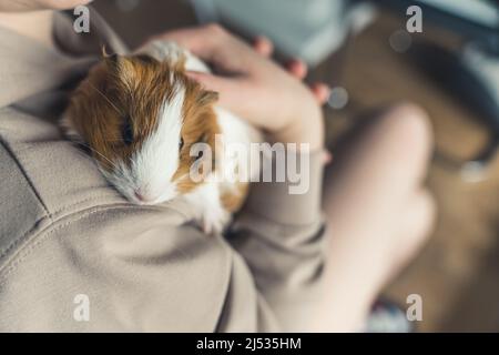 Mädchen streicheln ihr Sheltie Meerschweinchen Haustier Konzept. Hochwertige Fotos Stockfoto